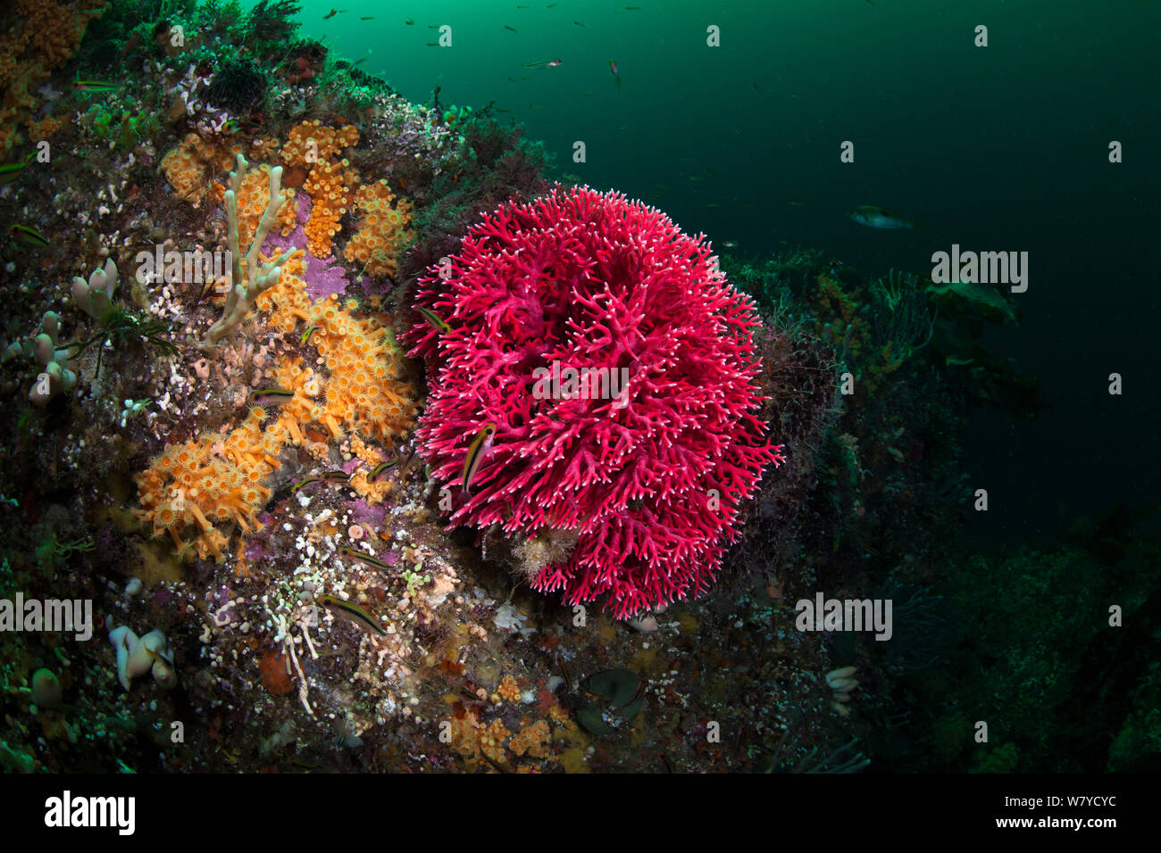 Red coral (Errina novazelandiae) in Doubtful Sound, Fiordland National Park, New Zealand. Stock Photo