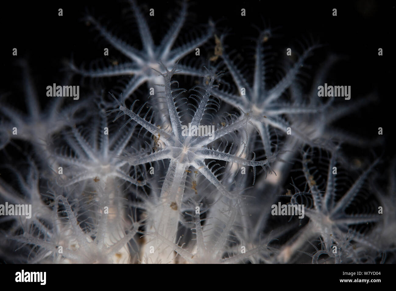 Soft coral (Alcyonium aurantiacum) in Doubtful Sound, Fiordland National Park, New Zealand.. Stock Photo