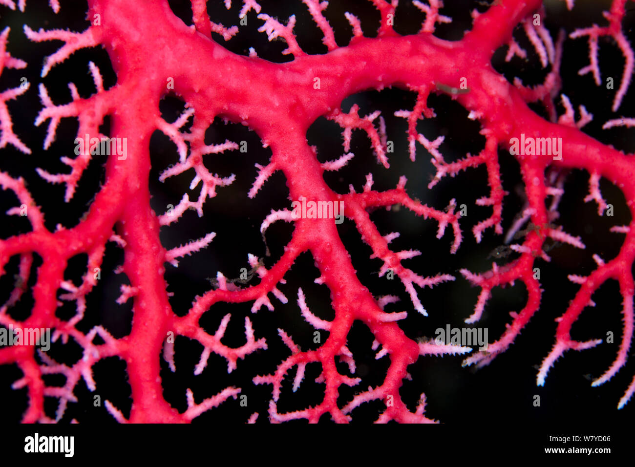 Hydroid coral (Errina dendyi) in Doubtful Sound, Fiordland National Park, New Zealand.. Stock Photo