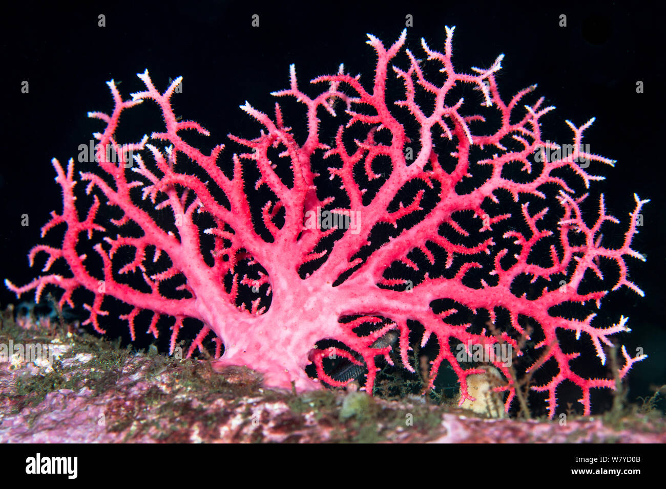Red coral (Errina novazelandiae) in Doubtful Sound, Fiordland National Park, New Zealand.. Stock Photo