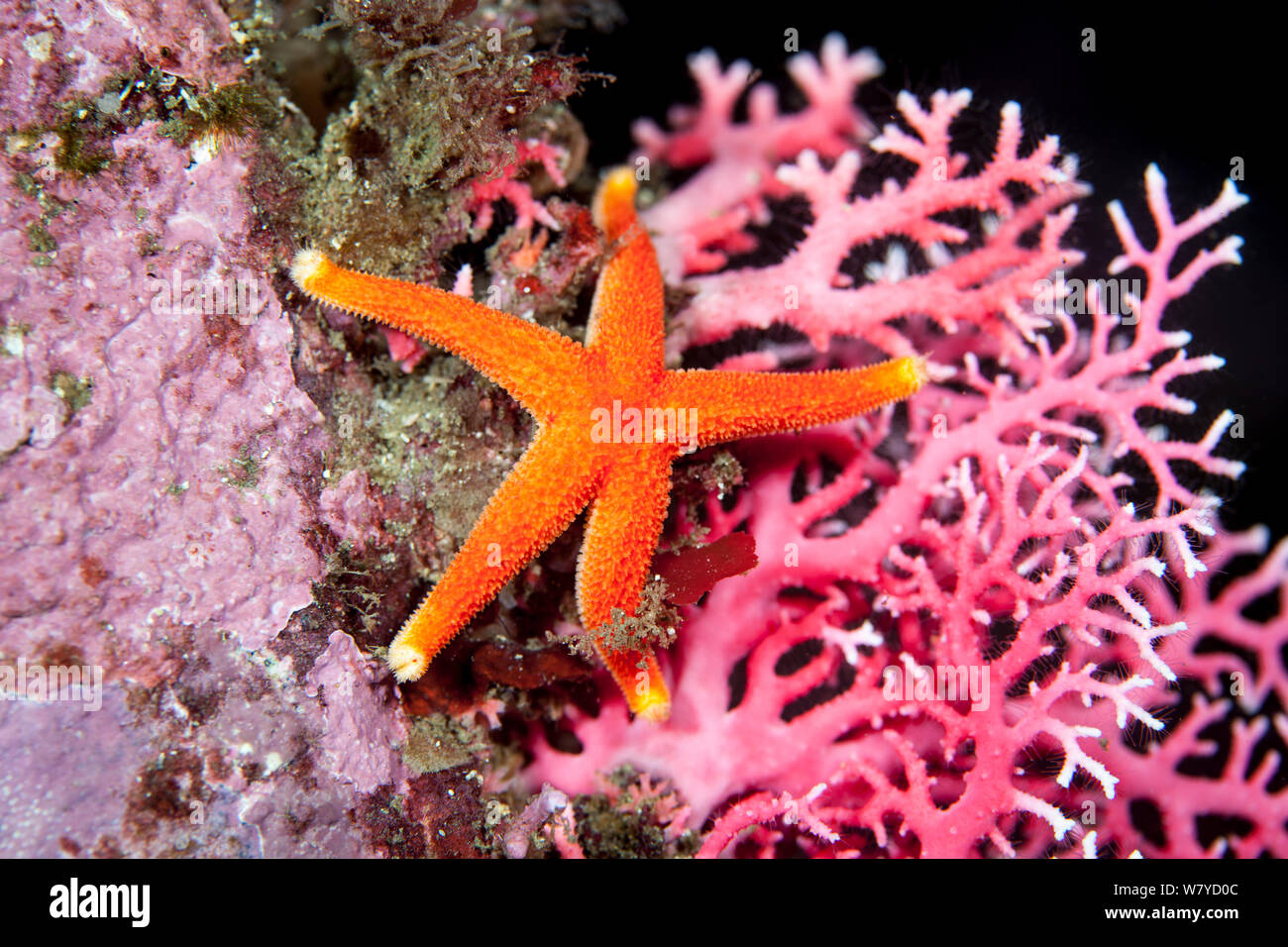 Starfish (Henricia sp) on a red coral (Errina novazelandiae) in Doubtful Sound, Fiordland National Park, New Zealand.. Stock Photo