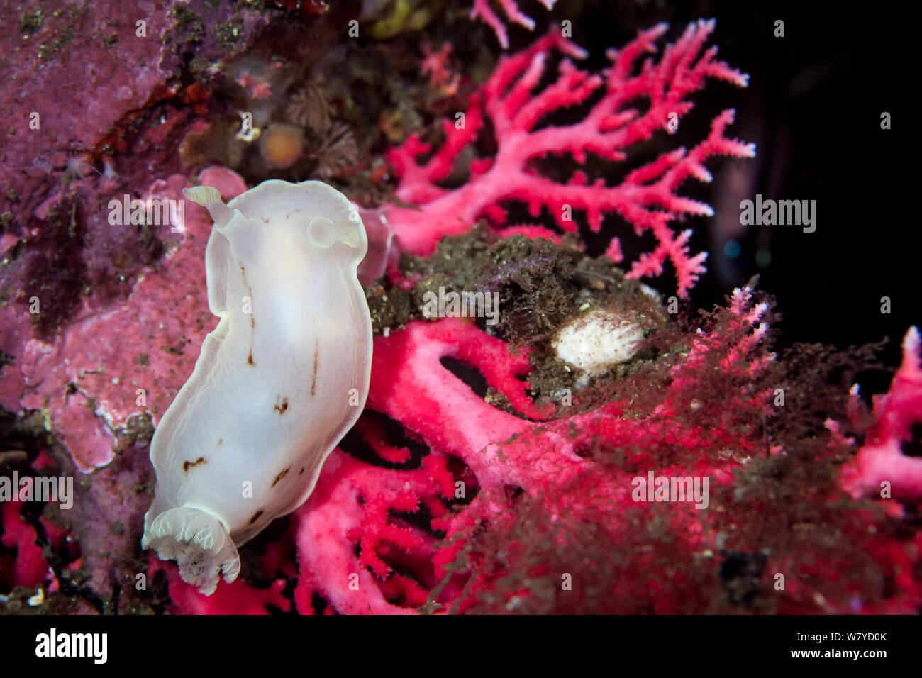 Dorid nudibranch (Aphelodoris luctuosa) on a red coral (Errina novazelandiae) in Doubtful Sound, Fiordland National Park, New Zealand.. Stock Photo