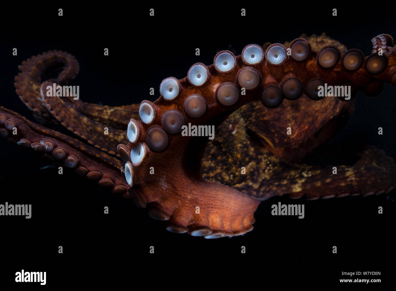 Gloomy octopus (Octopus tetricus), Captive. September. Stock Photo