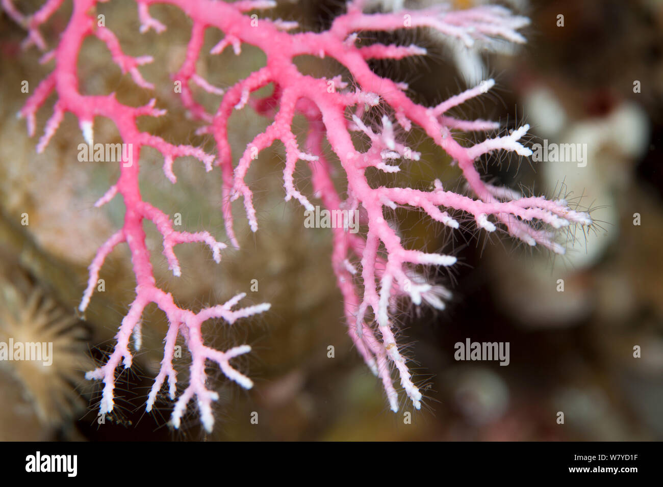 Close up of a hydroid coral (Errina dendyi) in Dusky Sound, Fiordland National Park, New Zealand. Stock Photo