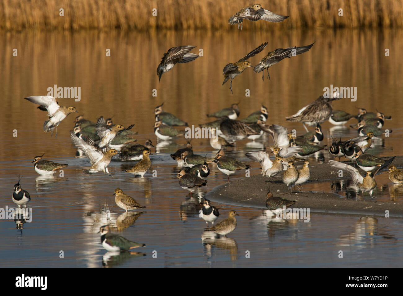 Migrating flock of Golden plover (Pluvialis apricaria) landing amongst a group of Northern Lapwings (Vanellus vanellus). Cresswell Pond, Northumberland, UK. November. Stock Photo