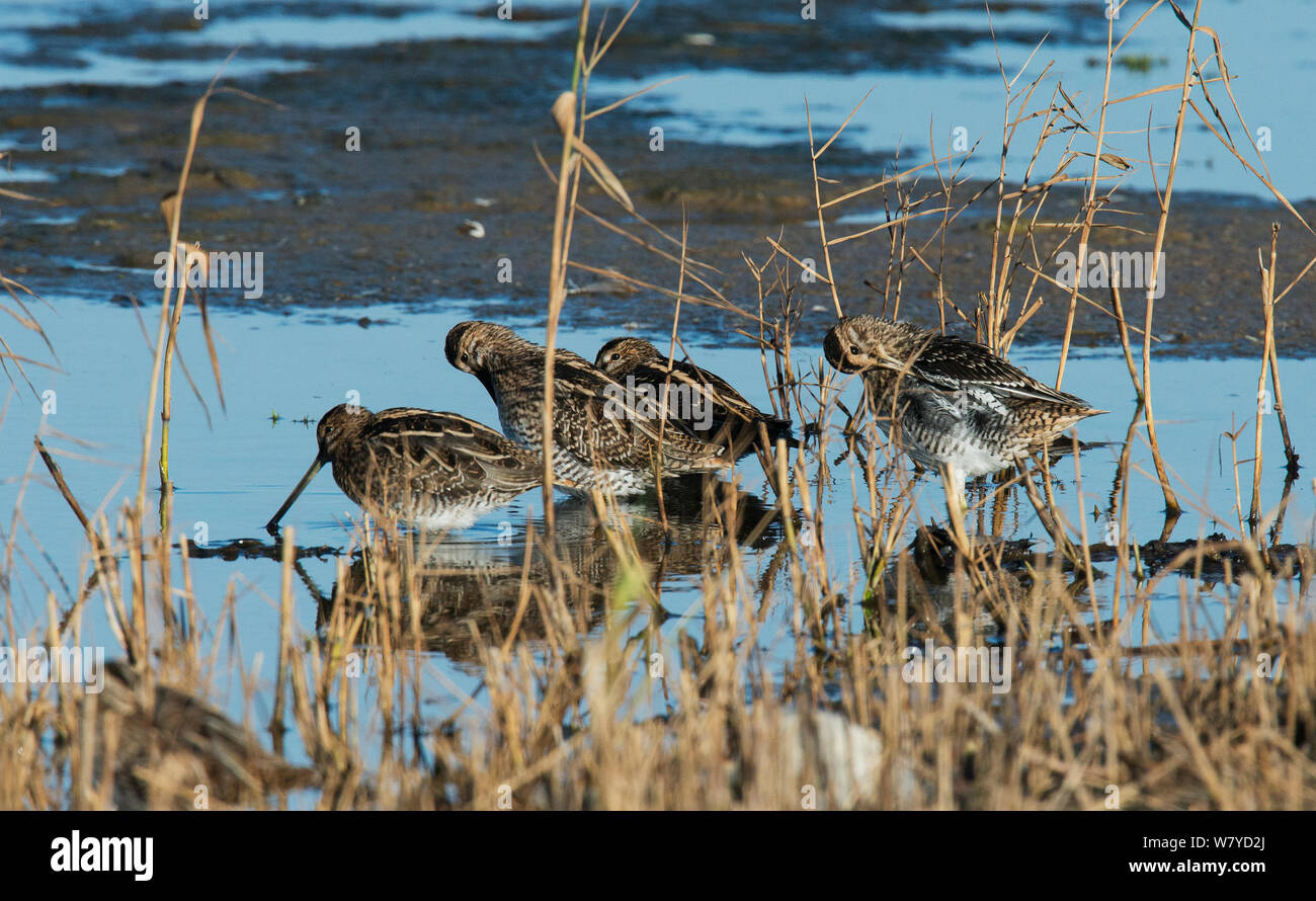 Four Common Snipe (Gallinago gallinago) resting after migration, Cresswell Pond, Northumberland, UK. November. Stock Photo