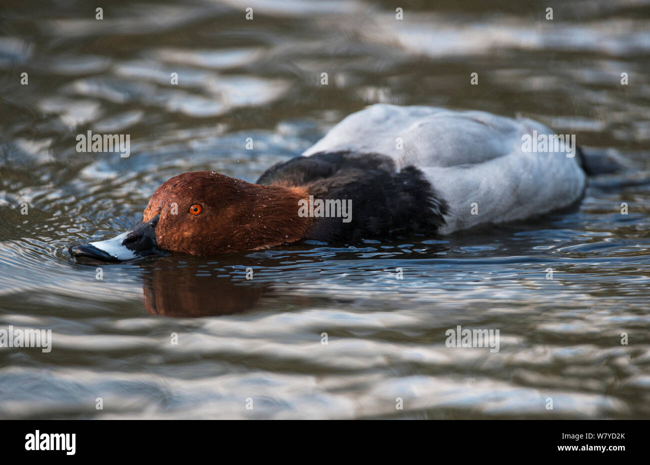 Common Pochard (Aythya ferina) feeding by filtering food from the waters surface. Martin Mere WWT Reserve, Lancashire, UK. November. Stock Photo