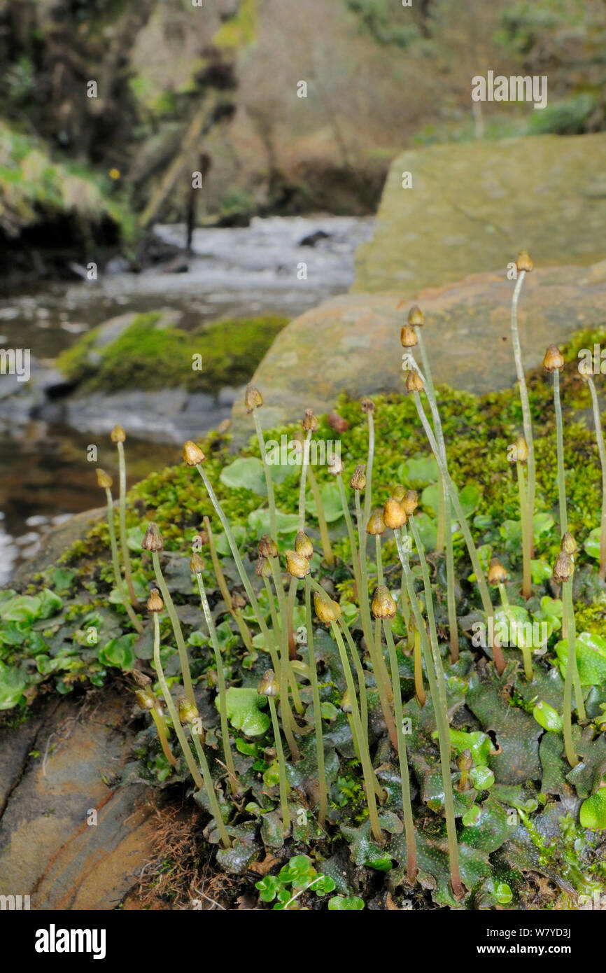 Clump of Great scented / Snakeskin Liverwort (Conocephalum conicum) with stalked sporangia, growing by a woodland stream, Cornwall, UK, March. Stock Photo