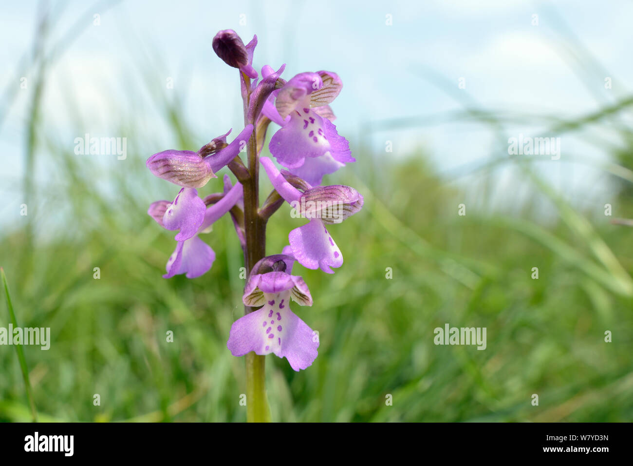 Green-winged orchid (Orchis / Anacamptis morio) flowering in a traditional hay meadow meadow, Wiltshire UK, May. Stock Photo
