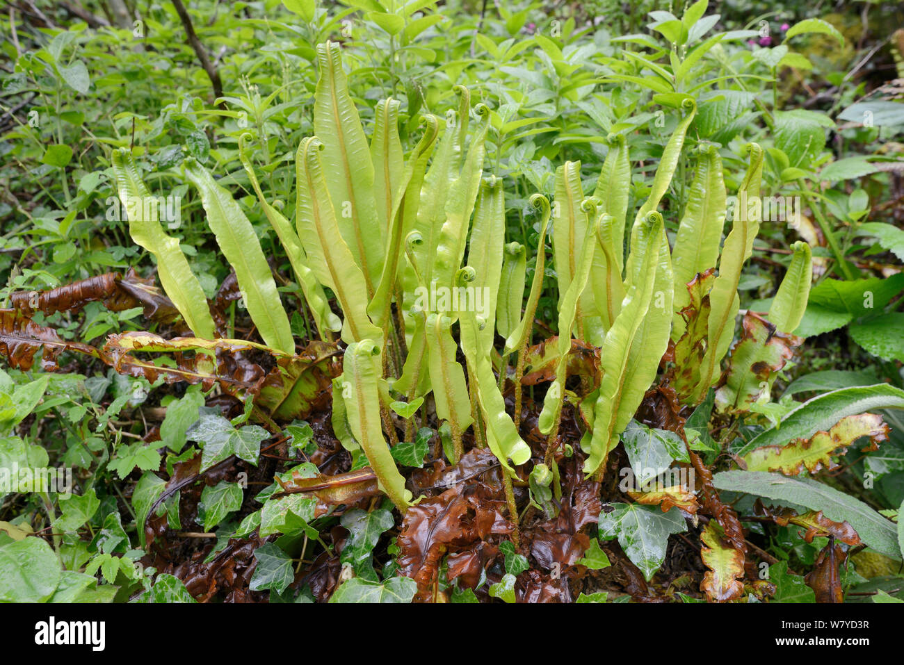 Clump of Hart&#39;s-tongue fern (Phyllitis / Asplenium scolopendrium) in woodland understorey after recent rain, Cornwall, UK, May. Stock Photo