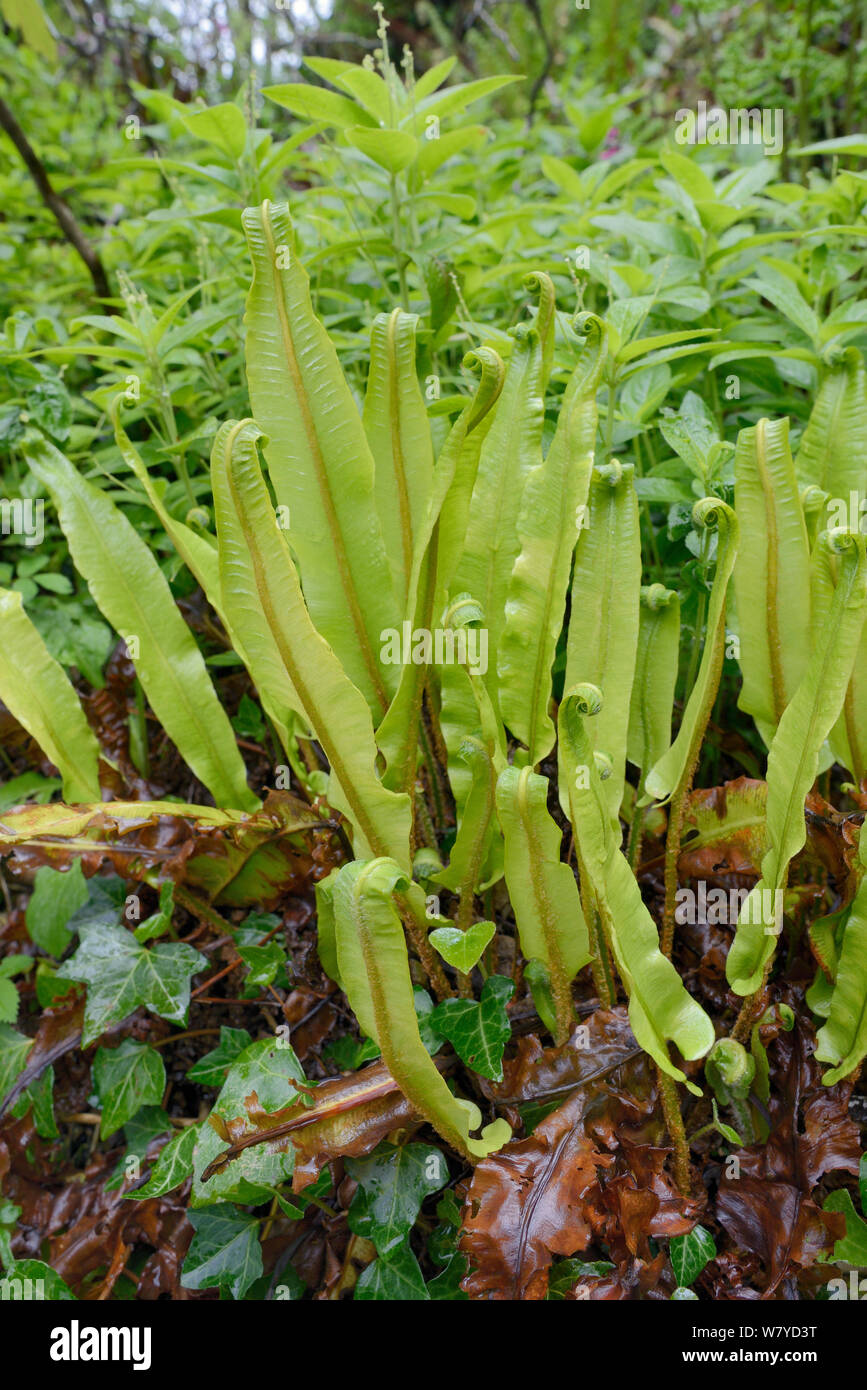 Clump of Hart&#39;s-tongue fern (Phyllitis / Asplenium scolopendrium) in woodland understorey after recent rain, Cornwall, UK, May. Stock Photo