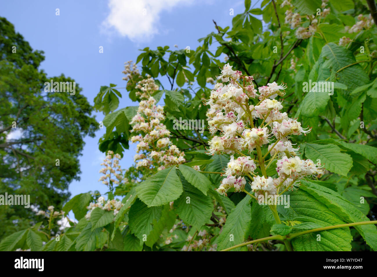 Horse Chestnut (Aesculus hippocastanum) flowers, Wiltshire, UK, May. Stock Photo