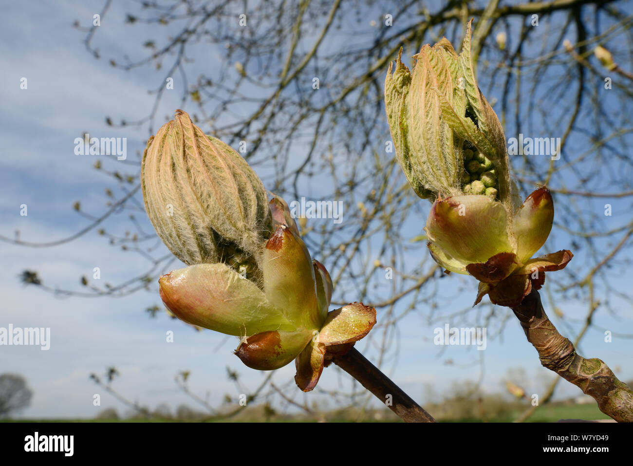 Horse Chestnut (Aesculus hippocastanum) leaf buds opening, Wiltshire, UK, April. Stock Photo