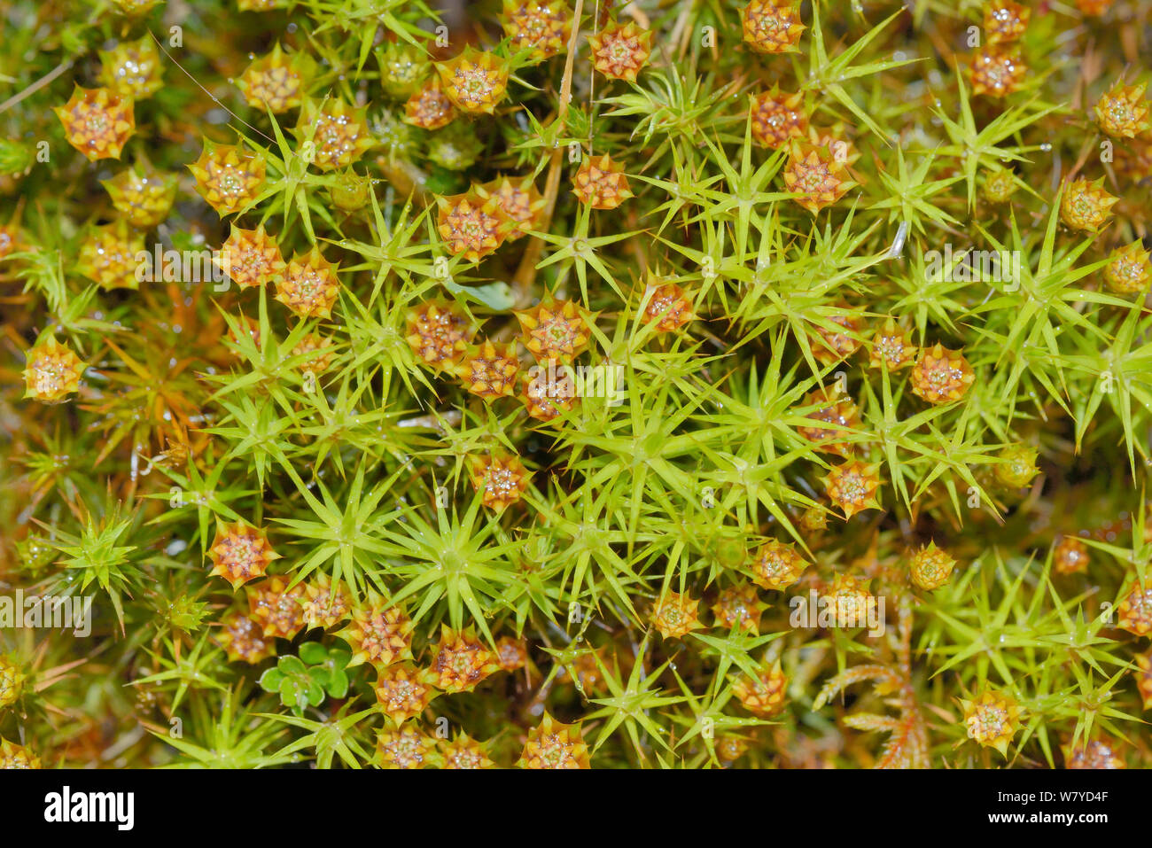 Top view of Juniper haircap moss (Polytrichum juniperinum) with male gametophytes bearing flower like antheridia, Bodmin moor, Cornwall, UK, May. Stock Photo