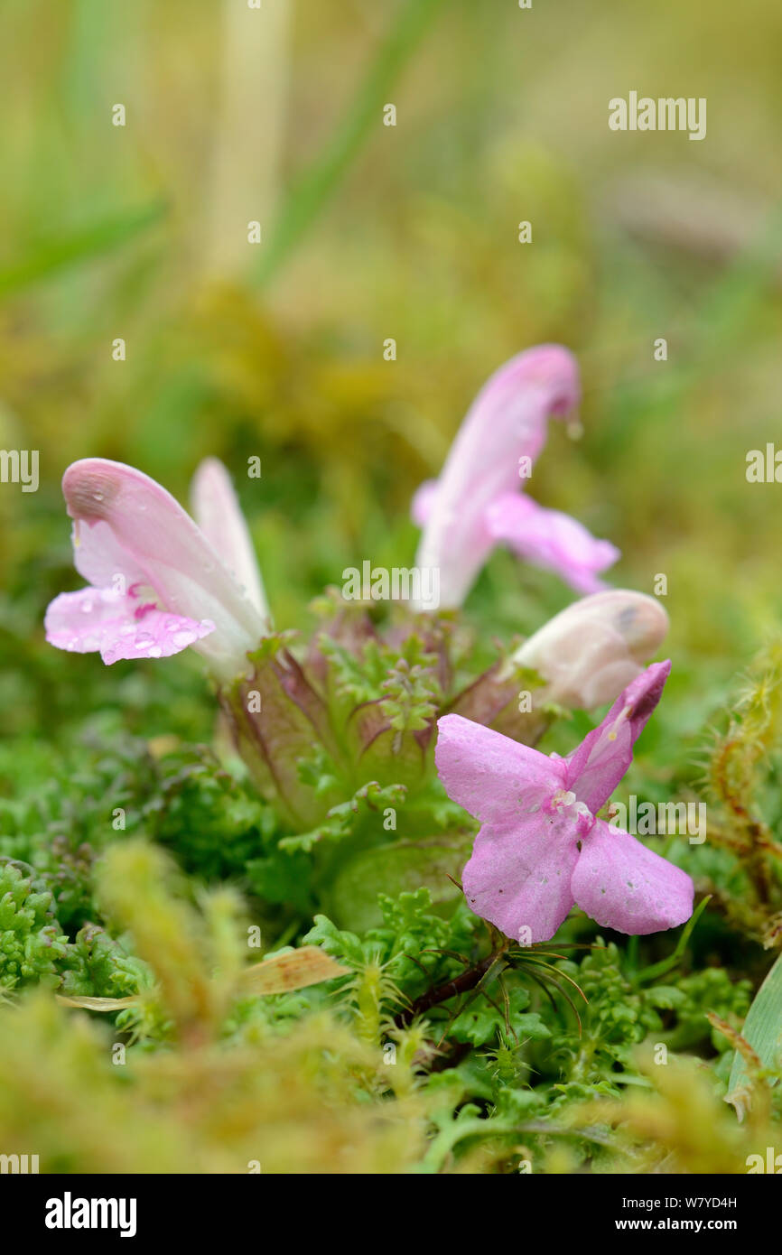 Lousewort (Pedicularis sylvatica) flowering on boggy moorland ground, partially parasitic on the roots of nearby plants, Bodmin moor, Cornwall, UK, May. Stock Photo