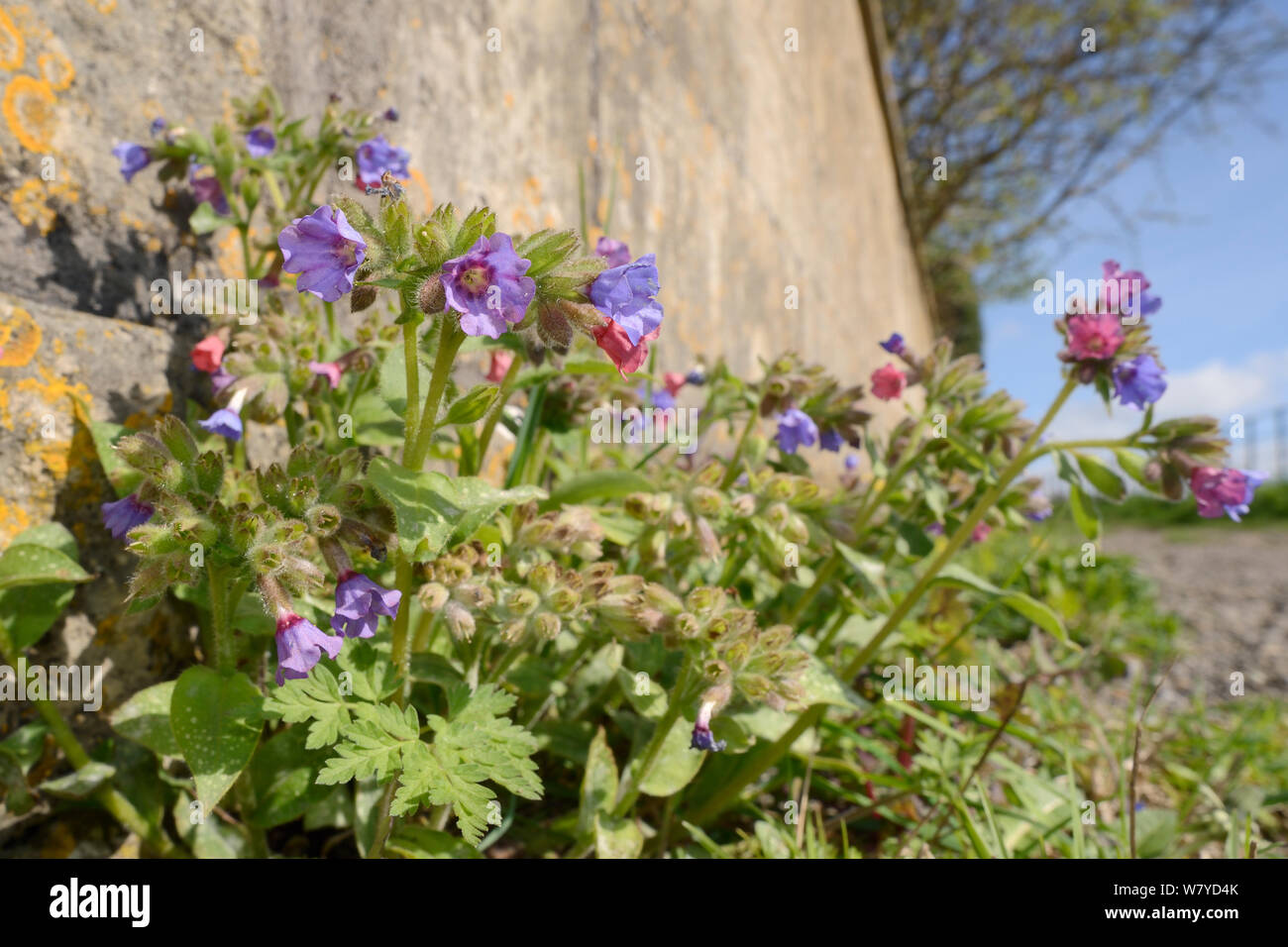 Lungwort (Pulmoniaria officinalis) flowering between a garden wall and a rough track, Bathwick, Bath and Northeast Somerset, UK, April. Stock Photo