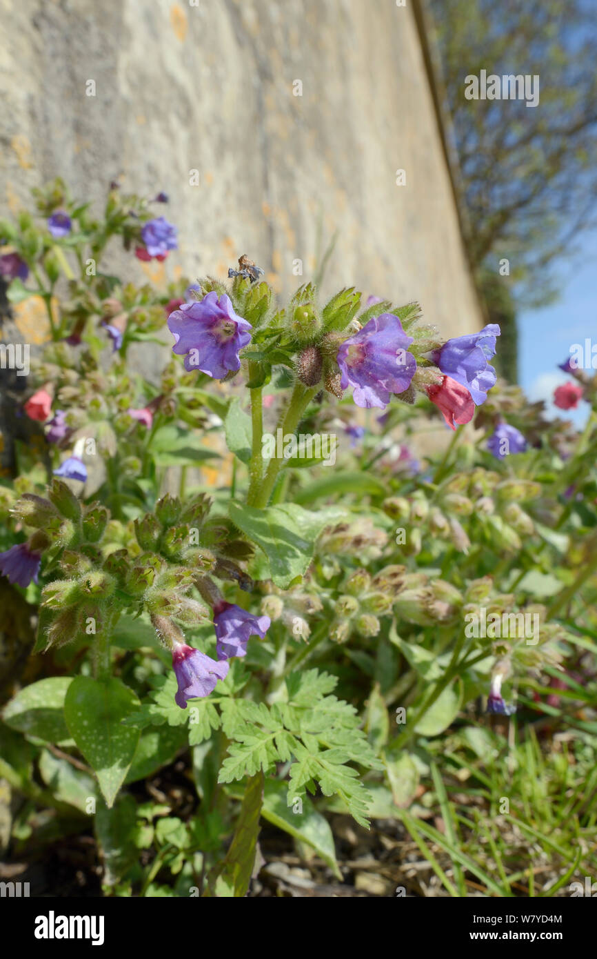 Lungwort (Pulmoniaria officinalis) flowering by a garden wall and a rough track, Bathwick, Bath and Northeast Somerset, UK, April. Stock Photo