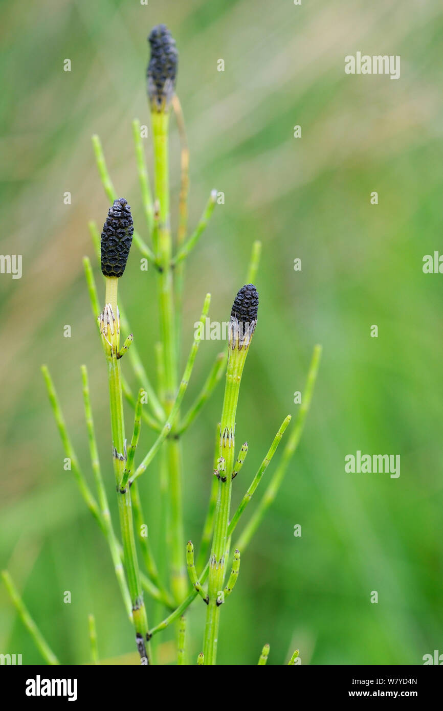 Marsh horsetail  (Equisteum palustre) with spore cones growing on marshy ground around a pond, Cornwall, UK, April. Stock Photo