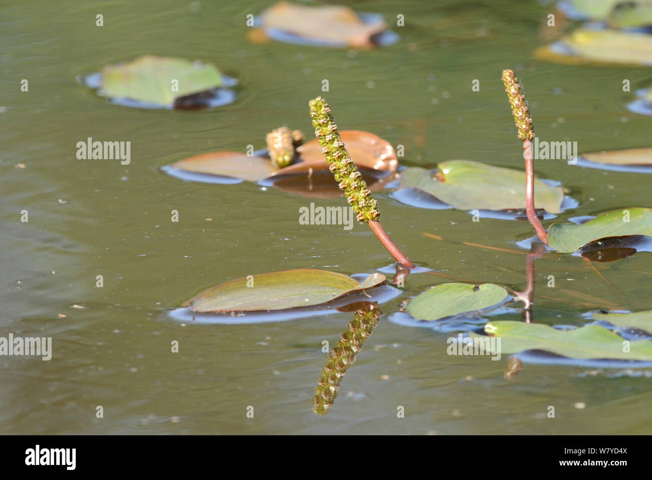 Floating pondweed hi-res stock photography and images - Alamy