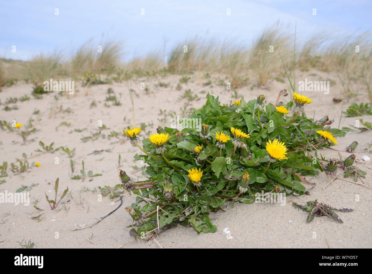 Dandelion clump (Taraxacum officinale) flowering in coastal sand dunes, Cornwall, UK, April. Stock Photo