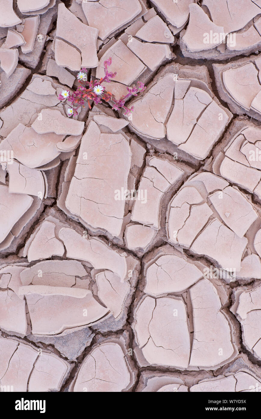 Ice plant (Mesembryanthemum nodiflorum) in dried cracked mud,  Fuerteventura, Canary Islands. Stock Photo