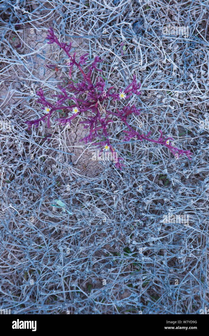 Ice plant (Mesembryanthemum nodiflorum) Fuerteventura, Canary Islands. Stock Photo