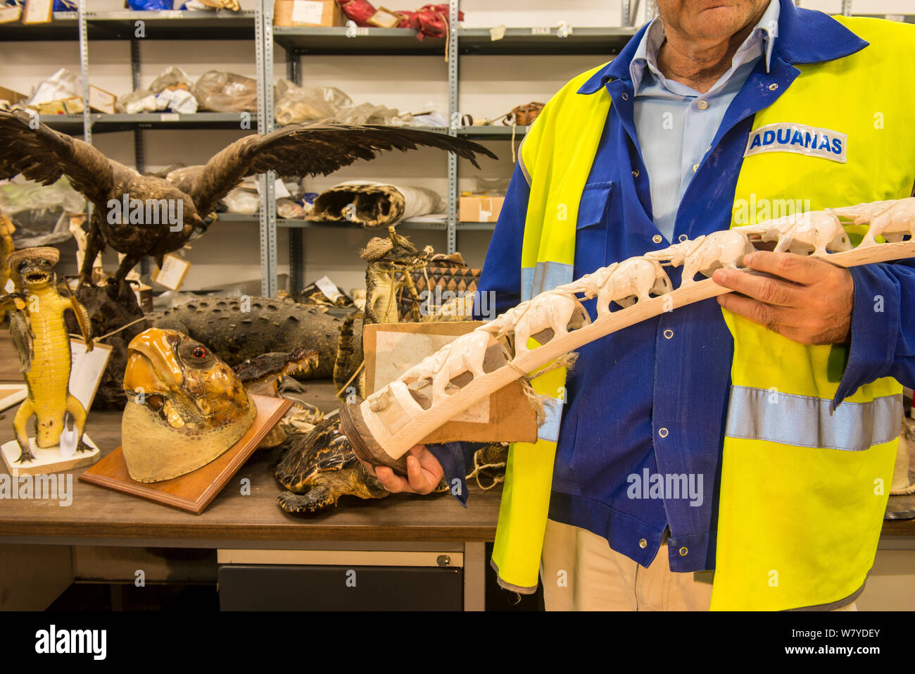 Man with carved ivory tusk, taxidermy specimens and endangered wildlife products confiscated by the Spanish police at Adolfo Suarez Madrid-Barajas Airport in accordance with CITES, stored in a government warehouse, Spain, October 2014. Stock Photo