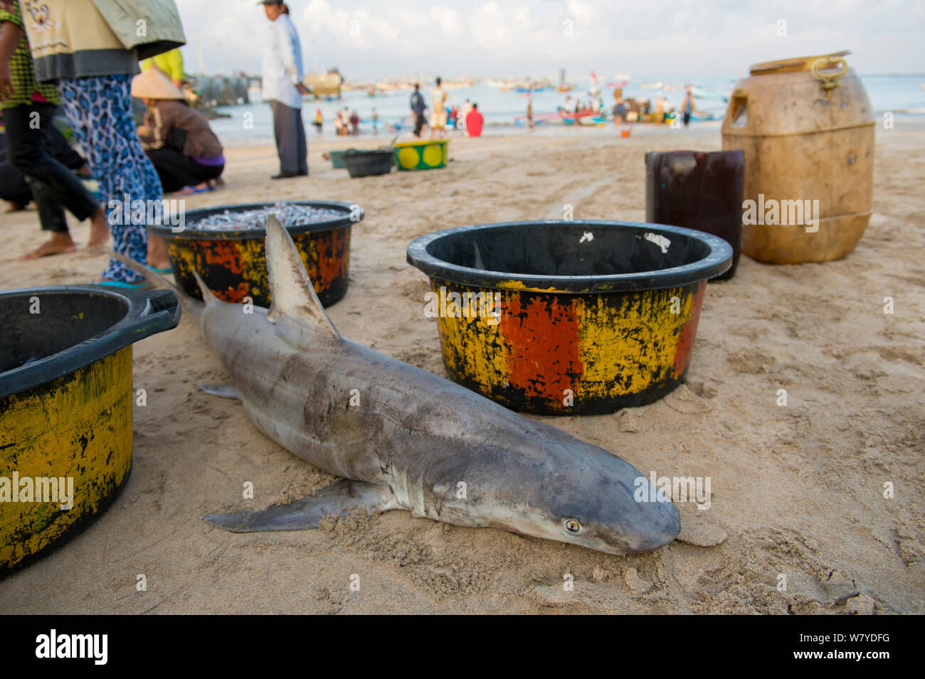 Snaggletooth shark (Hemipristis elongata) for sale on beach, Bali