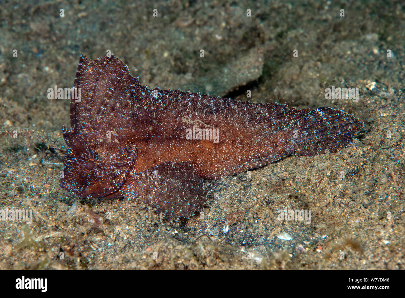 Cockatoo leaf-fish (Ablabys taenianotus) Lembeh Strait, North Sulawesi, Indonesia. Stock Photo
