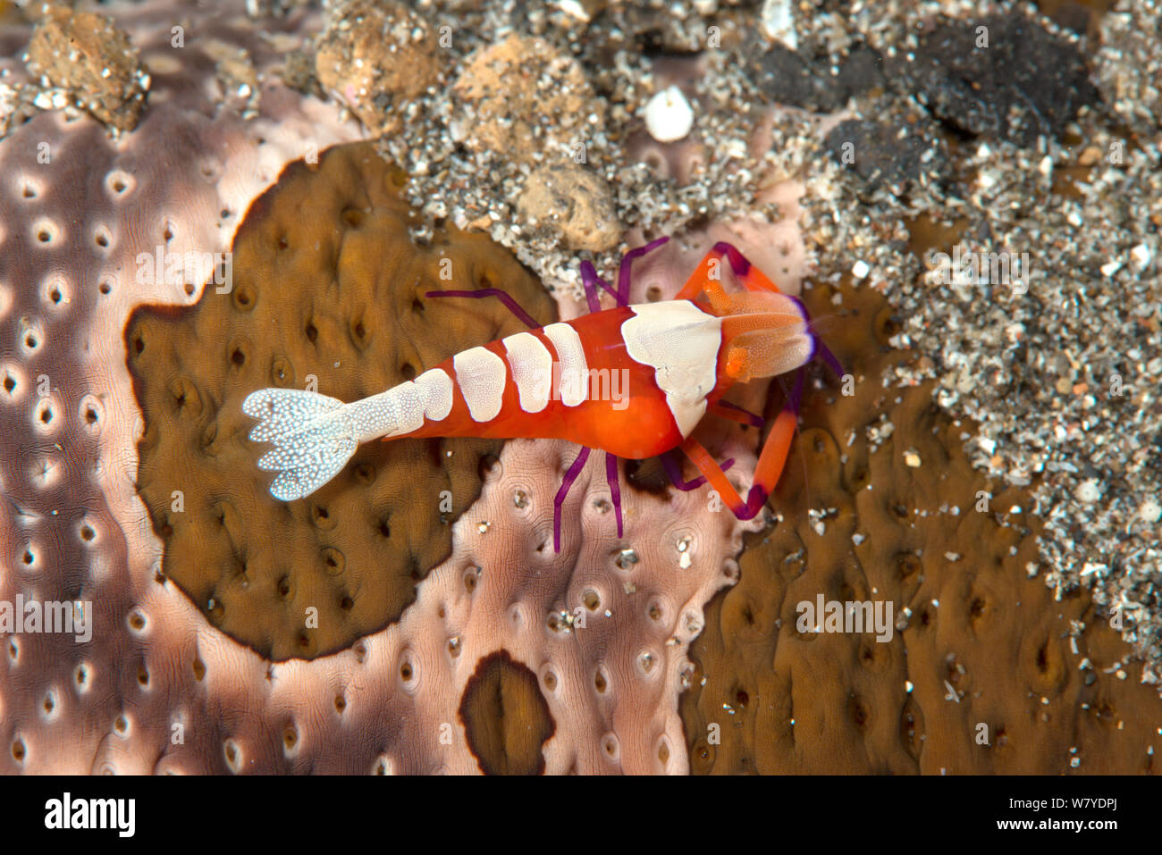 Emperor shrimp (Periclimenes imperator) with parasitic Isopod (Bopyridae) and living commensally with Leopard Sea Cucumber (Bohadschia argus) Lembeh Strait, North Sulawesi, Indonesia. Stock Photo