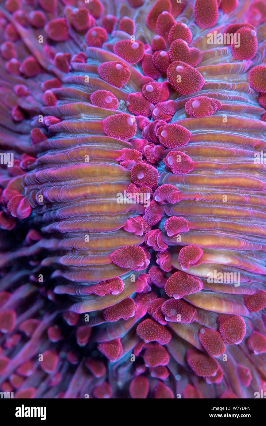 Purple short tentacle mushroom coral (Fungia sp.) close up of polyps. Lembeh Strait, North Sulawesi, Indonesia. Stock Photo