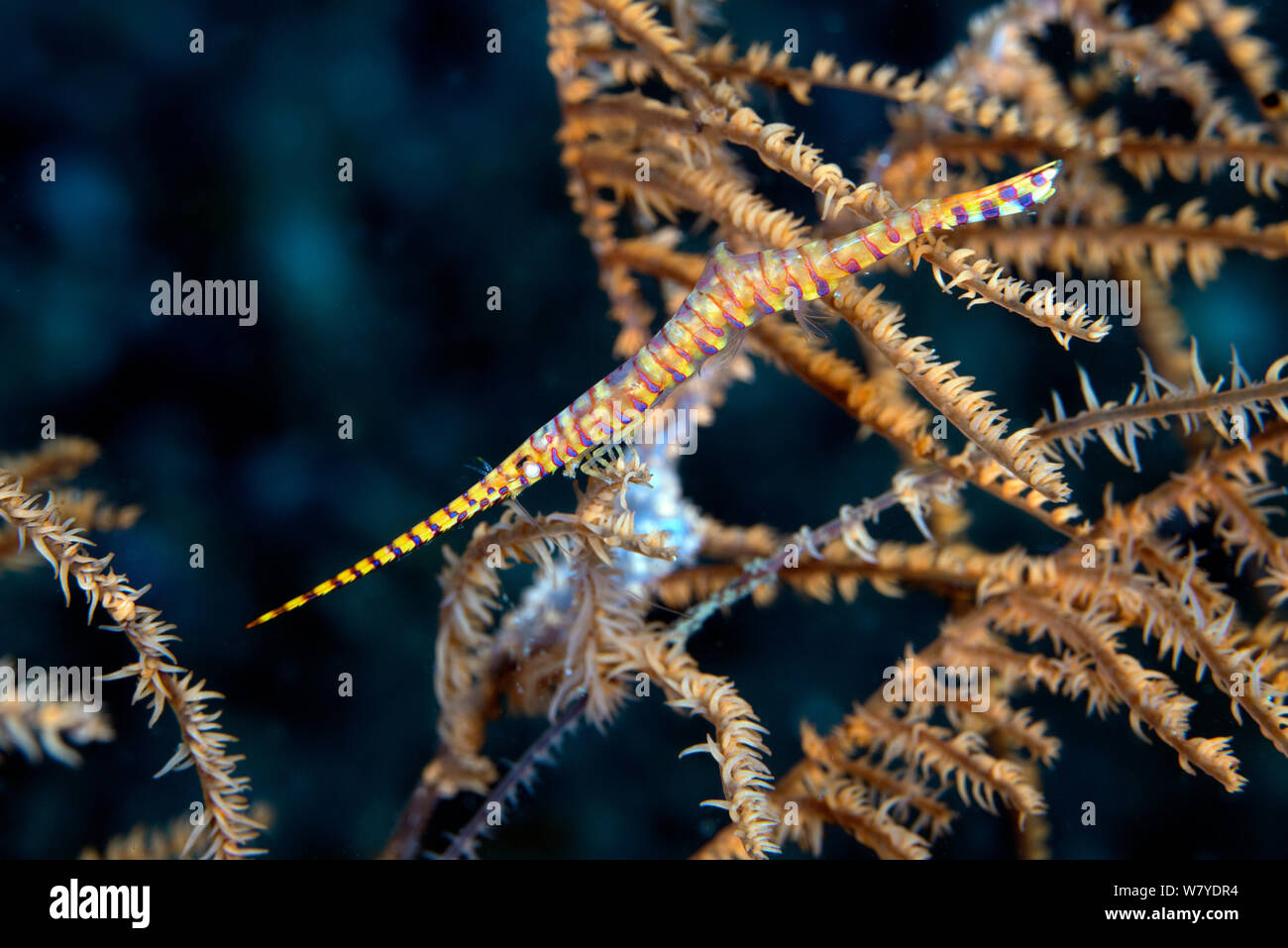 Saw-blade shrimp (Tozeuma armatum) on gorgonian, Lembeh Strait, North Sulawesi, Indonesia. Stock Photo