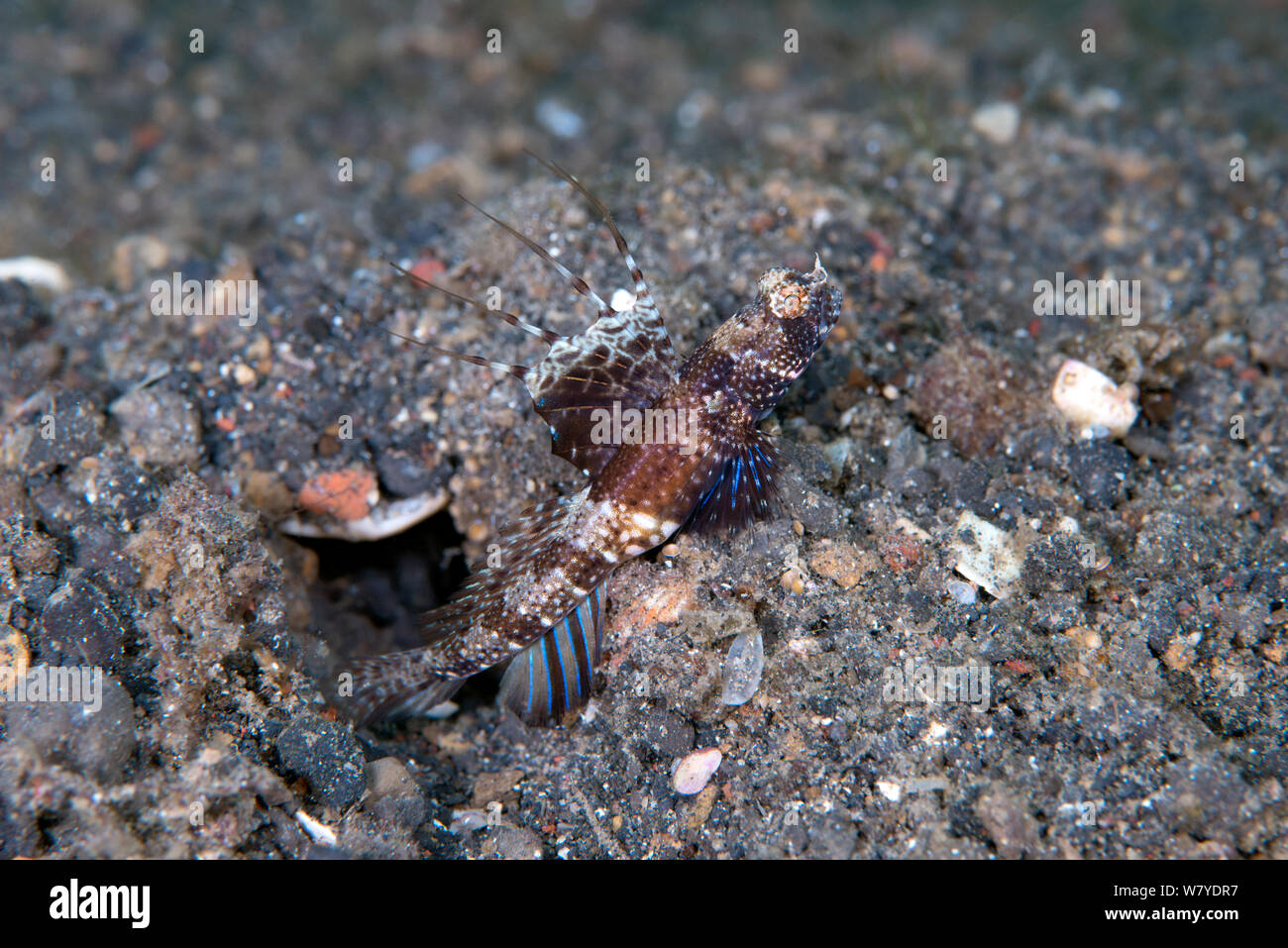 Rayed shrimp goby (Tomiyamichthys nudus) displaying its dorsal fin ...
