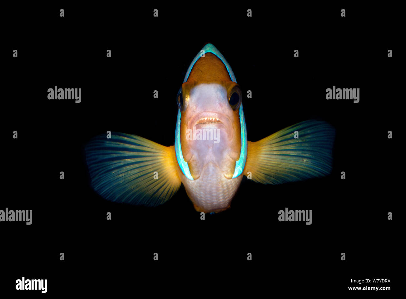 Clark&#39;s anemonefish (Amphiprion clarkii) portrait with dark black background. Lembeh Strait, North Sulawesi, Indonesia. Stock Photo