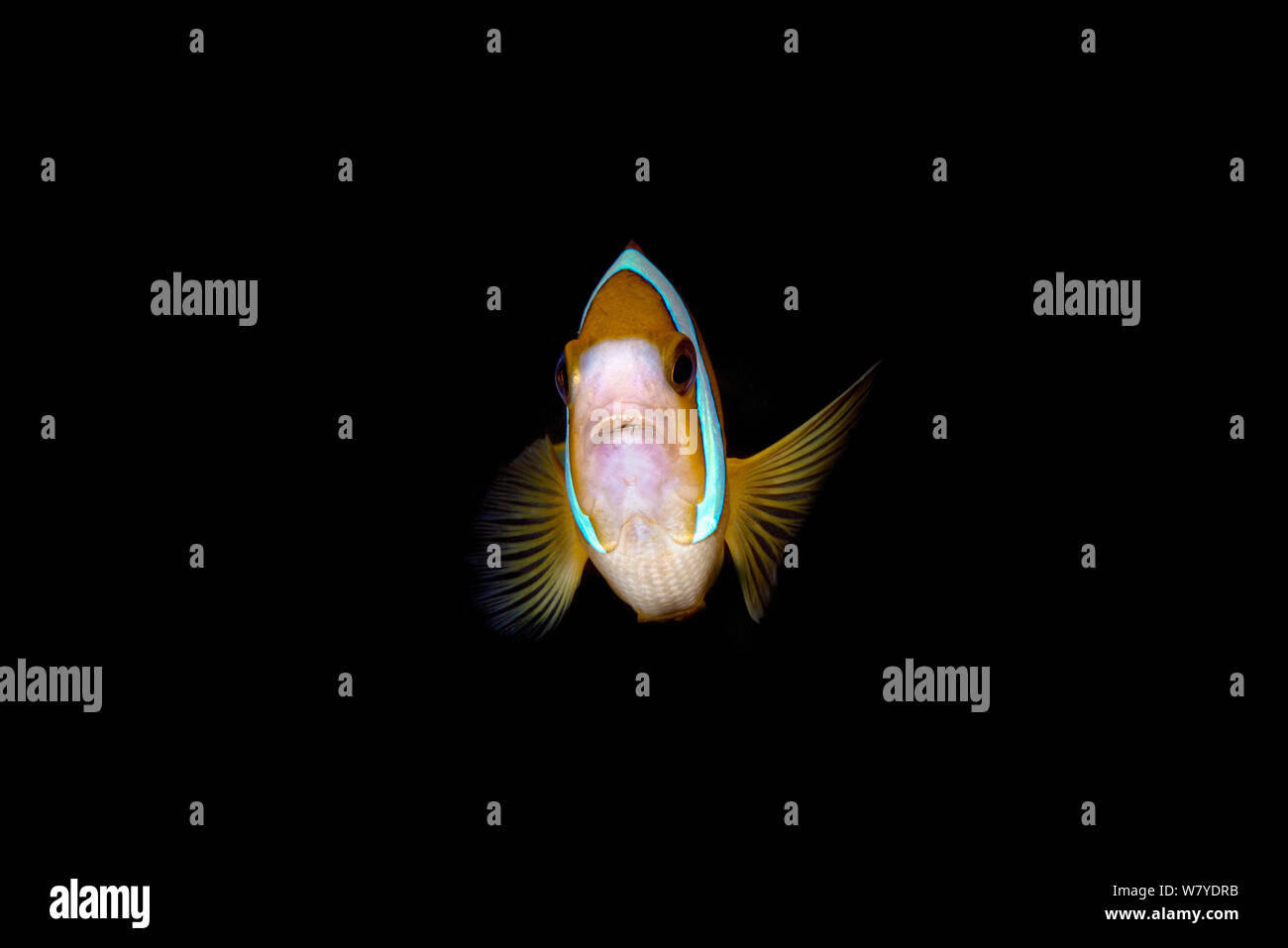 Clark&#39;s anemonefish (Amphiprion clarkii) portrait with dark black background. Lembeh Strait, North Sulawesi, Indonesia. Stock Photo