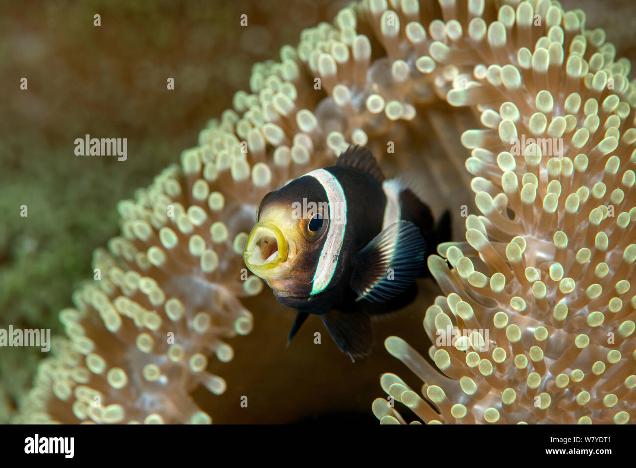 Saddleback anemonefish (Amphiprion polymnus) with its host sea anemone Stichodactyla haddoni. Lembeh Strait, North Sulawesi, Indonesia. Stock Photo