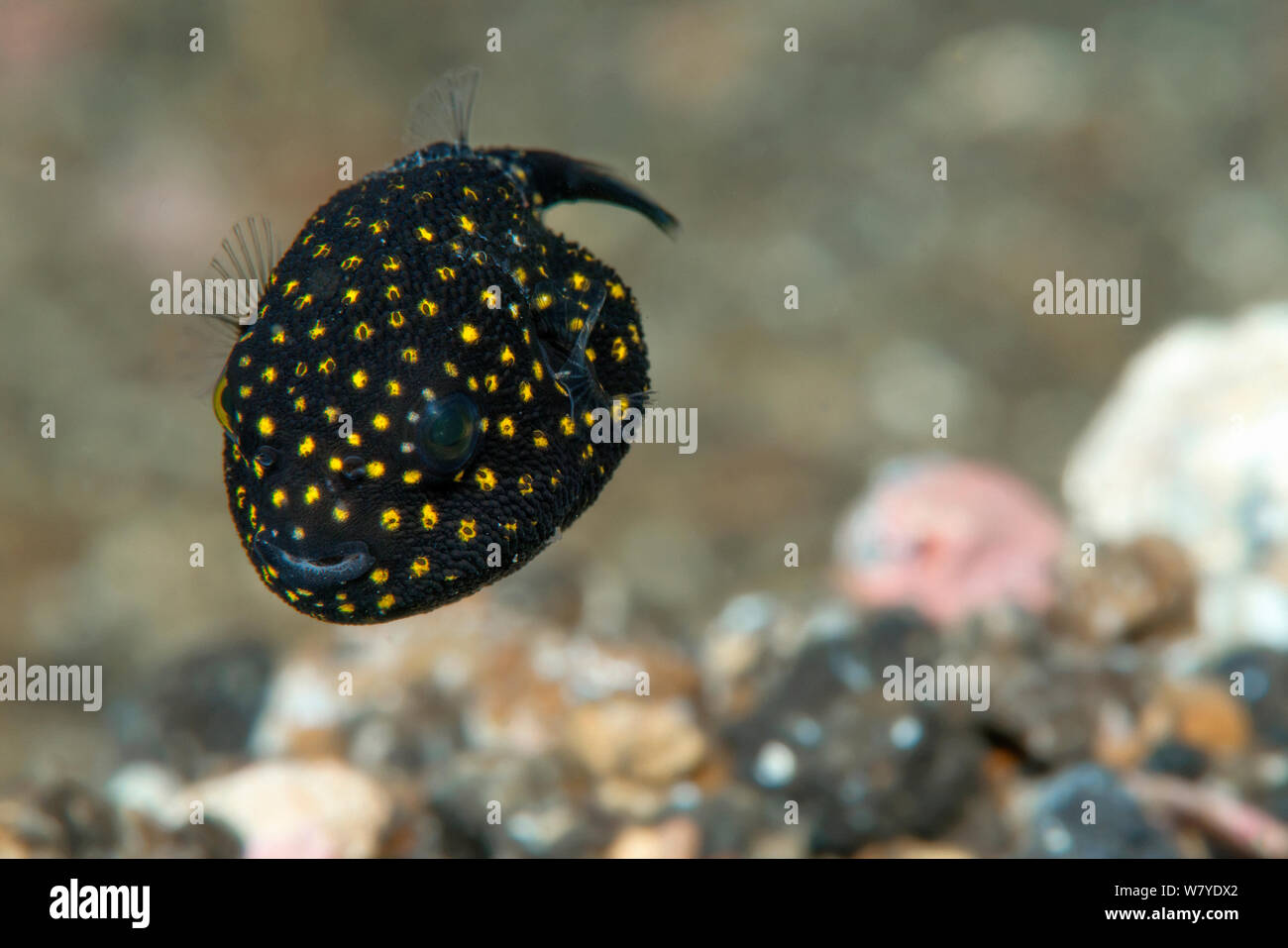 Spotted puffer (Arothron meleagris) juvenile. Lembeh Strait, North Sulawesi, Indonesia. Stock Photo