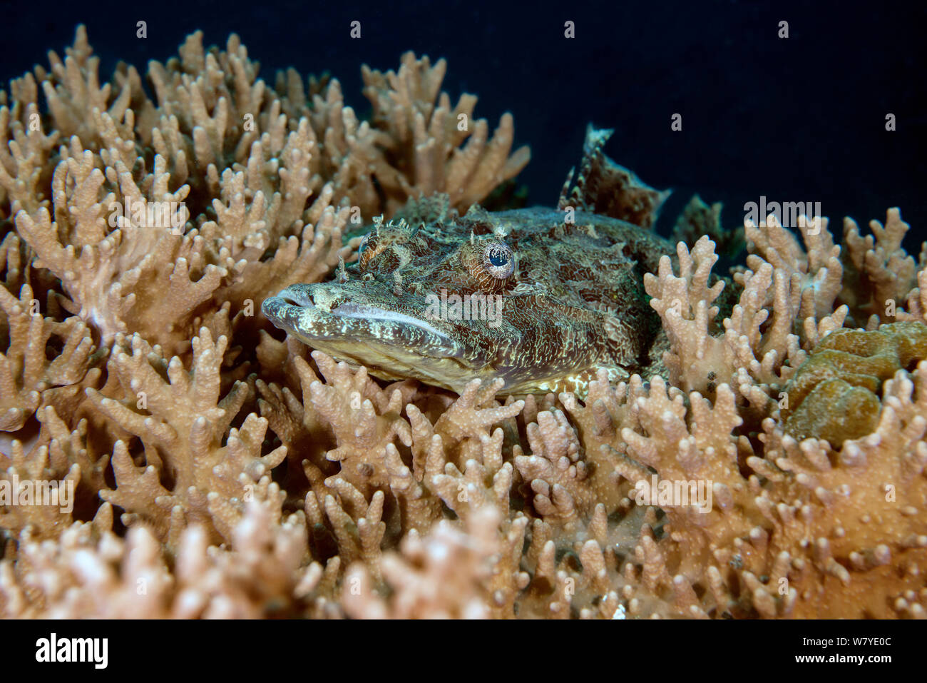 Giant flathead (Cymbacephalus beauforti) lying on a Finger Leather Coral (Sinularia polydactyla) Lembeh Strait, North Sulawesi, Indonesia. Stock Photo