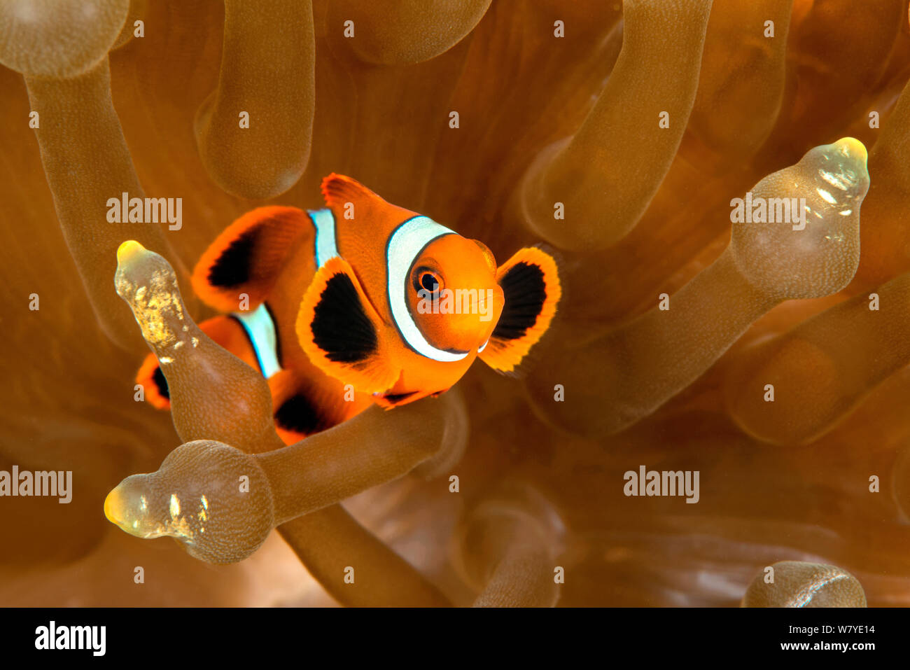 Juvenile spine-cheek anemonefish (Premnas biaculeatus) in its host Bubble-tip Anemone (Entacmaea quadricolor) Lembeh Strait, North Sulawesi, Indonesia. Stock Photo