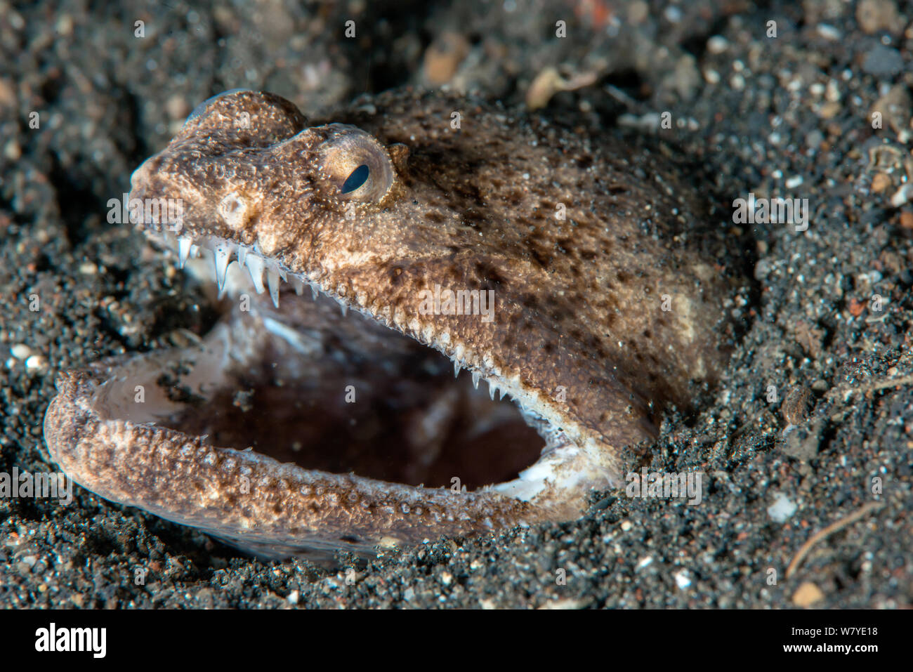 Stargazer snake eel (Brachysomophis cirrocheilos) at burrow with mouth open, Lembeh Strait, North Sulawesi, Indonesia. Stock Photo