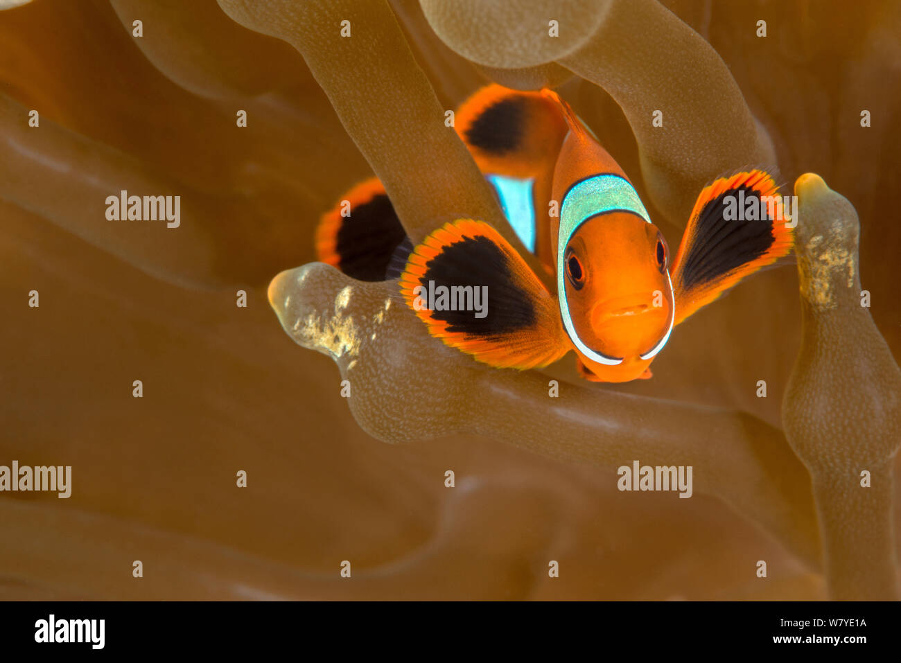 Juvenile spine-cheek anemonefish (Premnas biaculeatus) in its host Bubble-tip Anemone (Entacmaea quadricolor) Lembeh Strait, North Sulawesi, Indonesia. Stock Photo