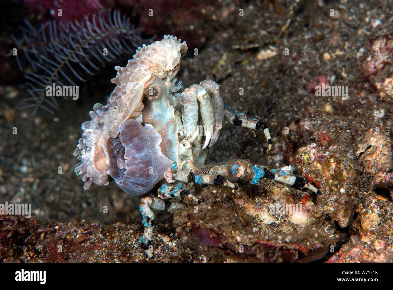 Corallimorph decorator crab (Cyclocoeloma tuberculata) fixing Corallimorpharian (Discosomatidae) to shell using setae, Lembeh Strait, North Sulawesi, Indonesia. Stock Photo