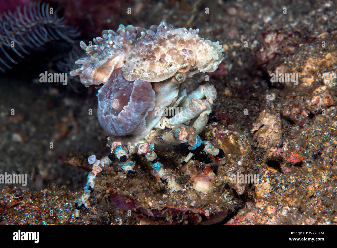 Corallimorph decorator crab (Cyclocoeloma tuberculata) fixing Corallimorpharian (Discosomatidae) to shell using setae, Lembeh Strait, North Sulawesi, Indonesia. Stock Photo