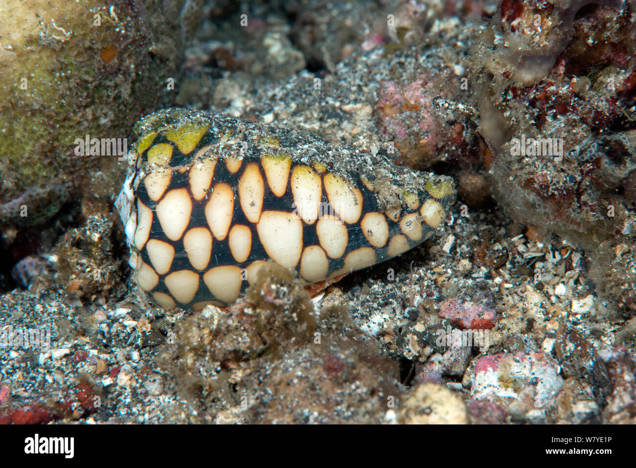 Marbled cone snail (Conus marmoreus) venomous species, Lembeh Strait, North Sulawesi, Indonesia. Stock Photo