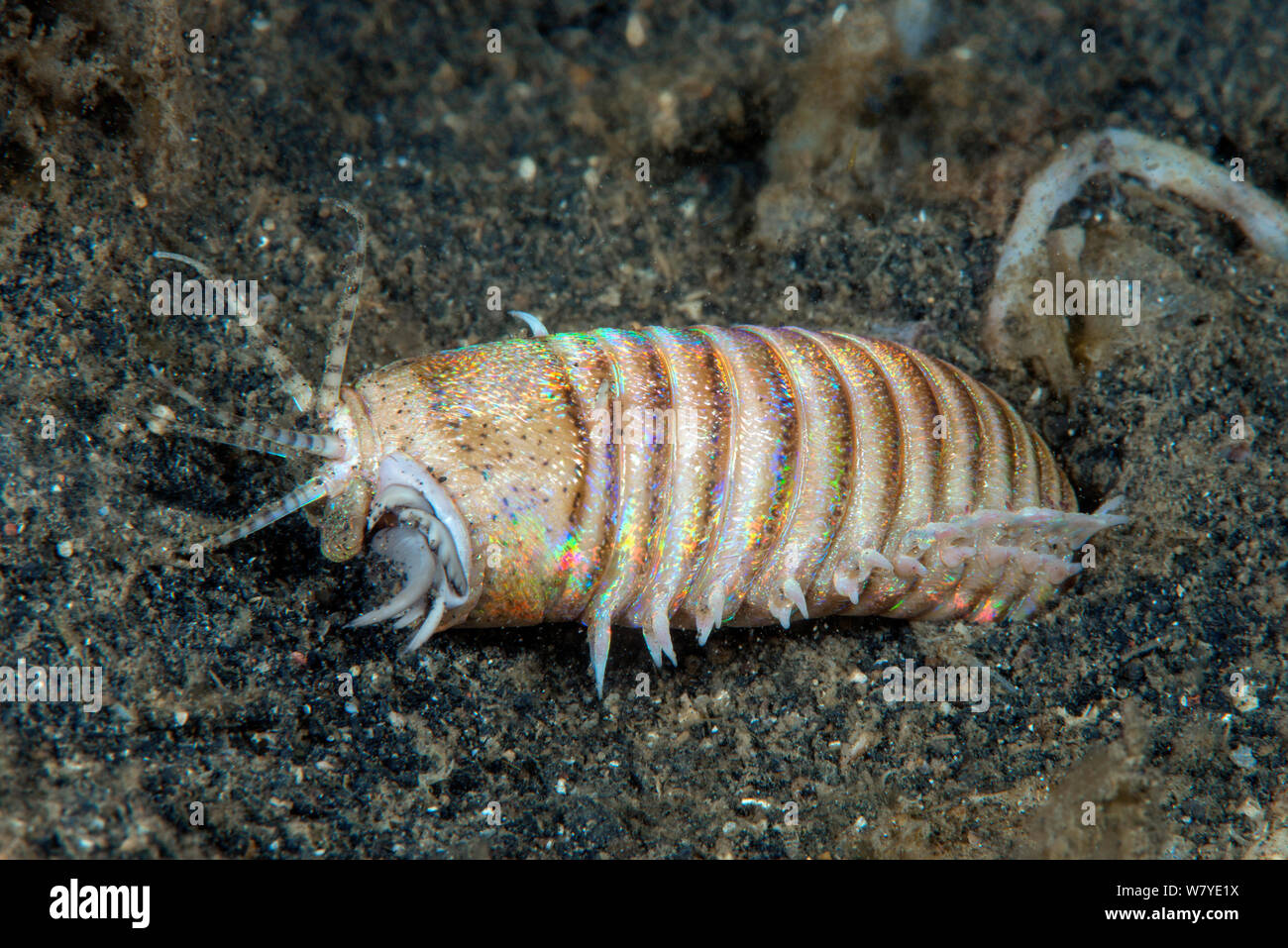 Bobbit worm (Eunice aphroditois) Lembeh Strait, North Sulawesi, Indonesia. Stock Photo