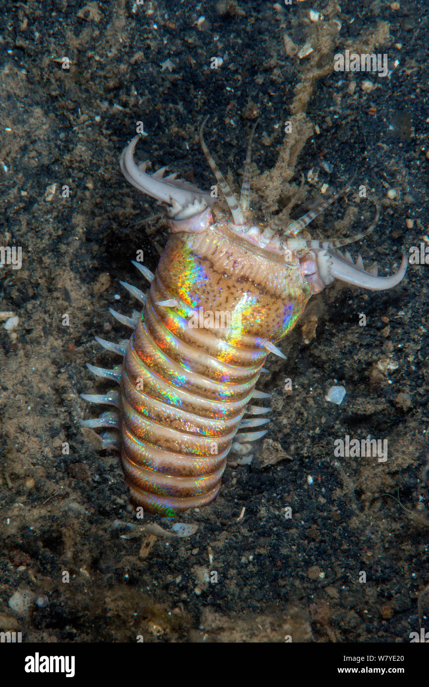 Bobbit worm (Eunice aphroditois) Lembeh Strait, North Sulawesi, Indonesia. Stock Photo