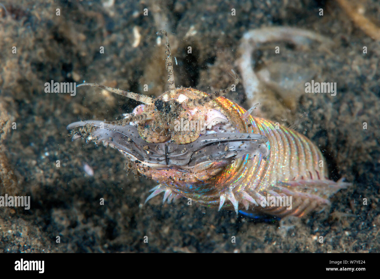 Bobbit worm (Eunice aphroditois) Lembeh Strait, North Sulawesi, Indonesia. Stock Photo