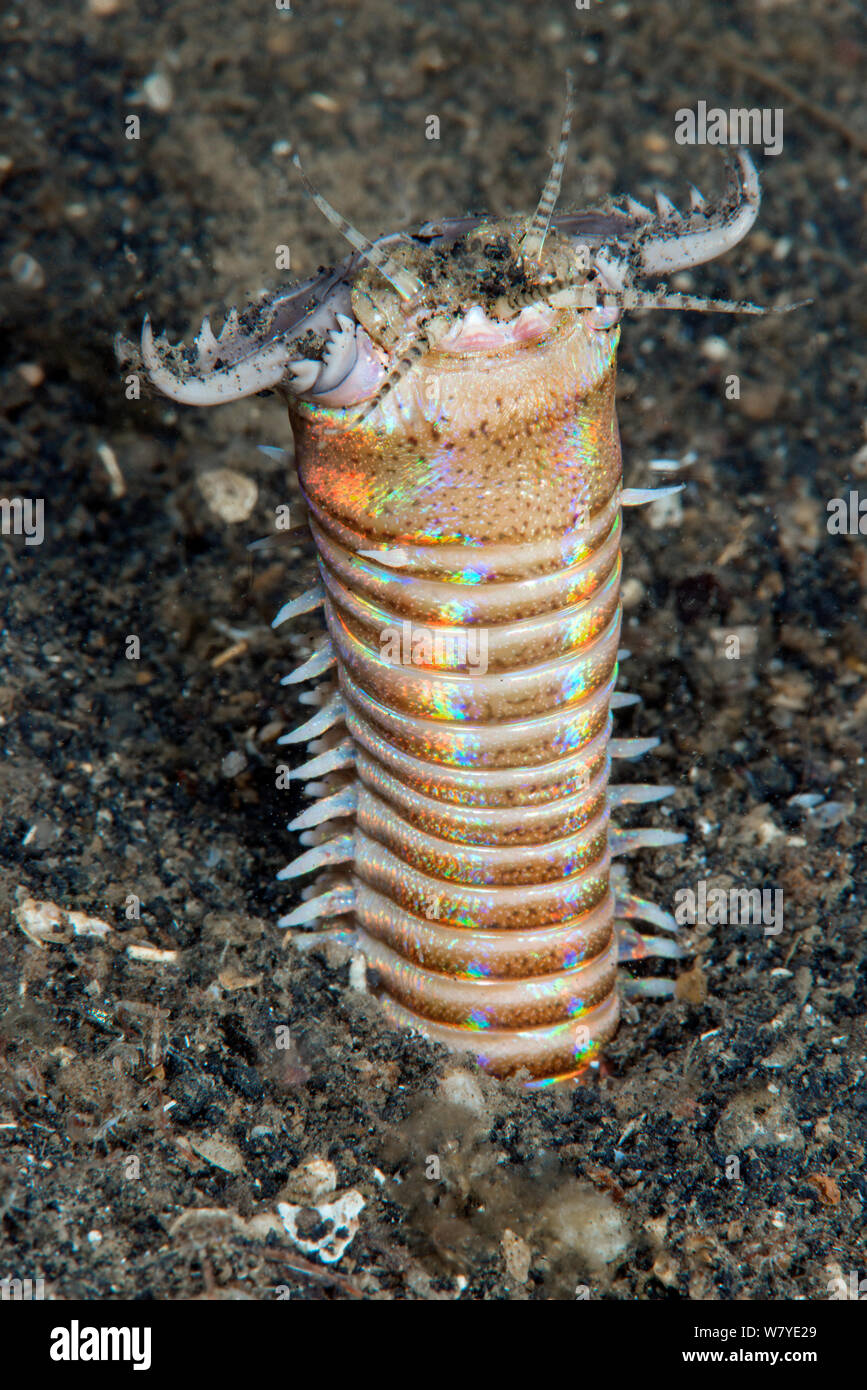 Bobbit worm (Eunice aphroditois) Lembeh Strait, North Sulawesi, Indonesia. Stock Photo