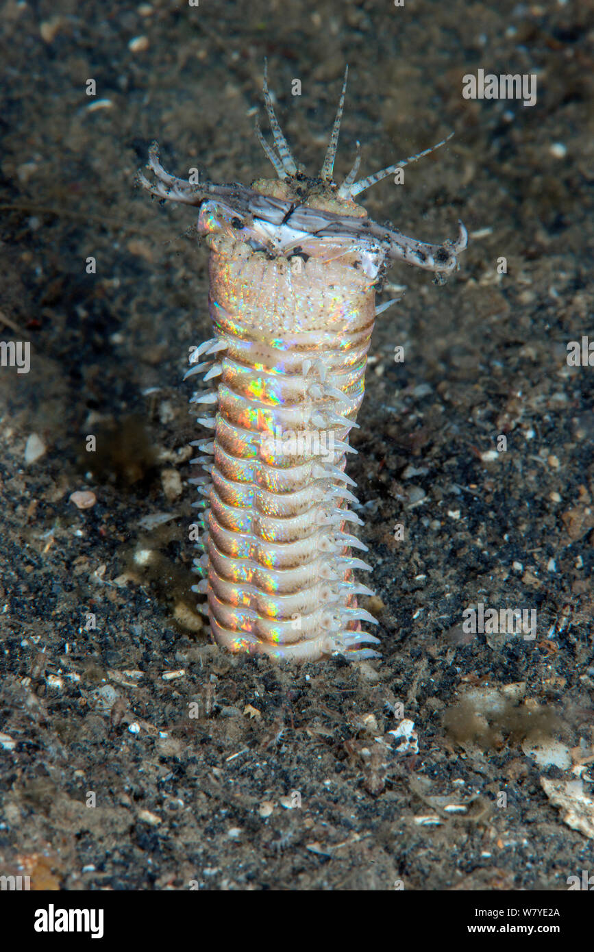 Bobbit worm (Eunice aphroditois) Lembeh Strait, North Sulawesi, Indonesia. Stock Photo