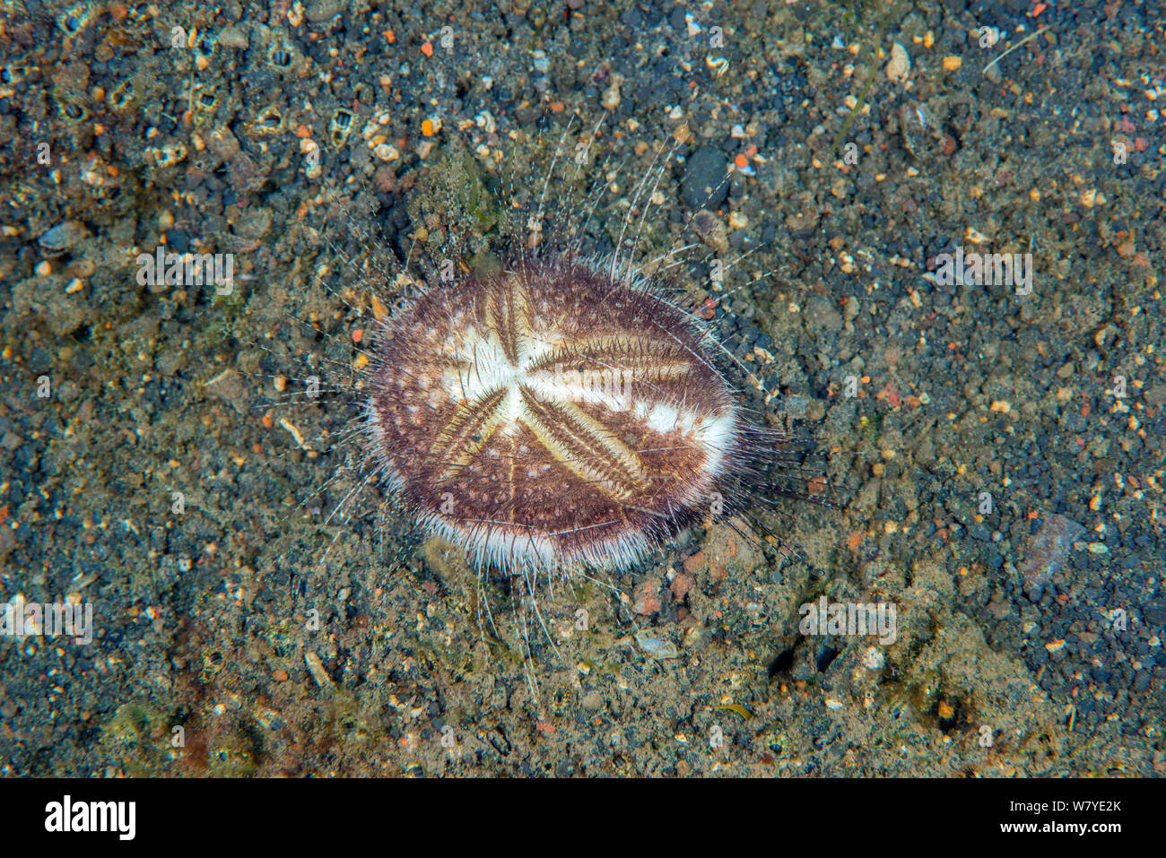 Longspine heart urchin (Maretia planulata) burrowing into the sand, Lembeh Strait, North Sulawesi, Indonesia. Stock Photo